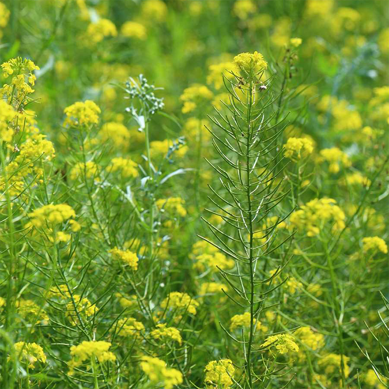 Nematode Resistant Radish and Mustard Mix - Wild Wales Seeds